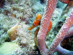 This is a orange camera shy sea horse. This photo was tak... by Jessica Salter 